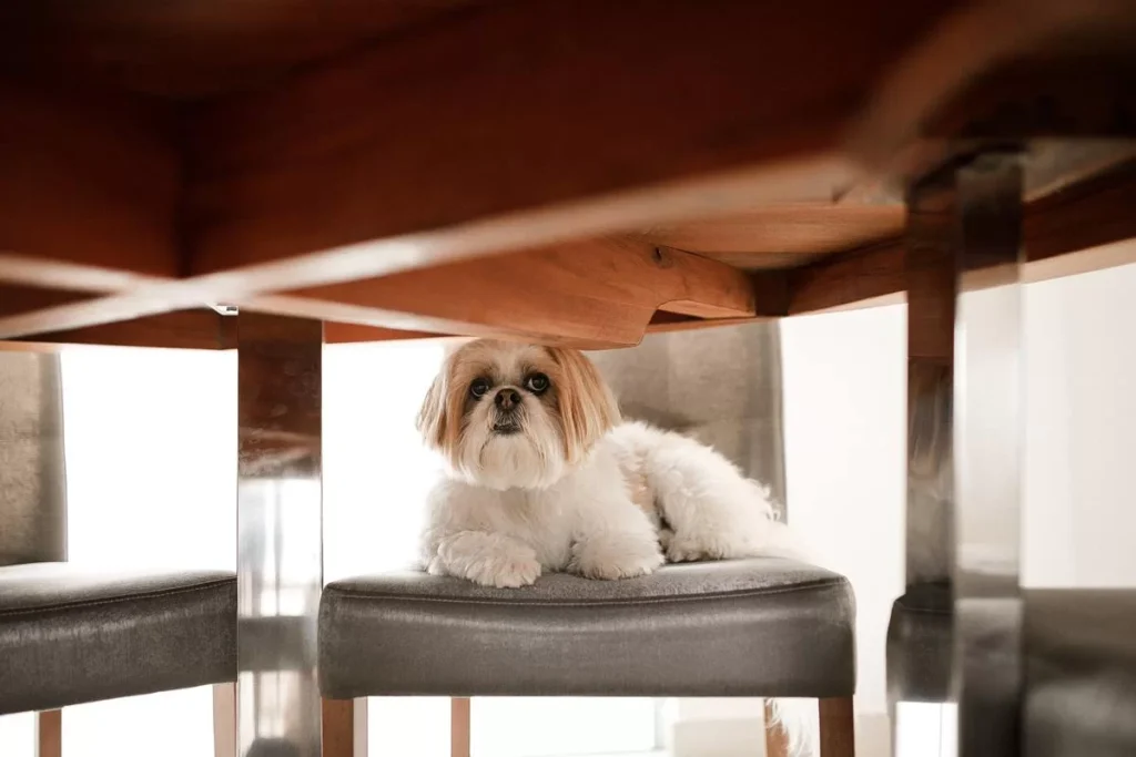 Réveillon: 6 dicas para proteger os pets do barulho da queima de fogos