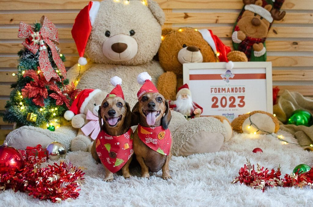 Hotel e Day Care “My Best Nanny” realiza ensaio natalino de formandos com seus alunos pets
