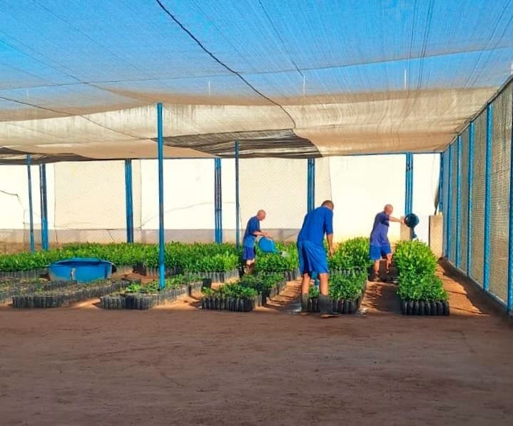 Ressocialização de apenados fortalece a cajucultura com projetos no Oeste Potiguar