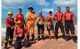 Bombeiros do RN resgatam dois cães presos nas Falésias da Praia de Cotovelo, em Nísia Floresta