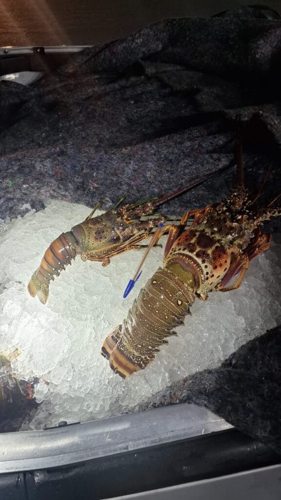 PRF apreende 400 kg de lagosta sem nota fiscal no interior do RN