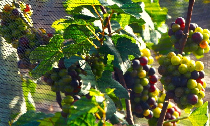 Cana-de-açúcar e melão mantêm liderança, mas produções de soja, açaí, café e uva despontam no RN