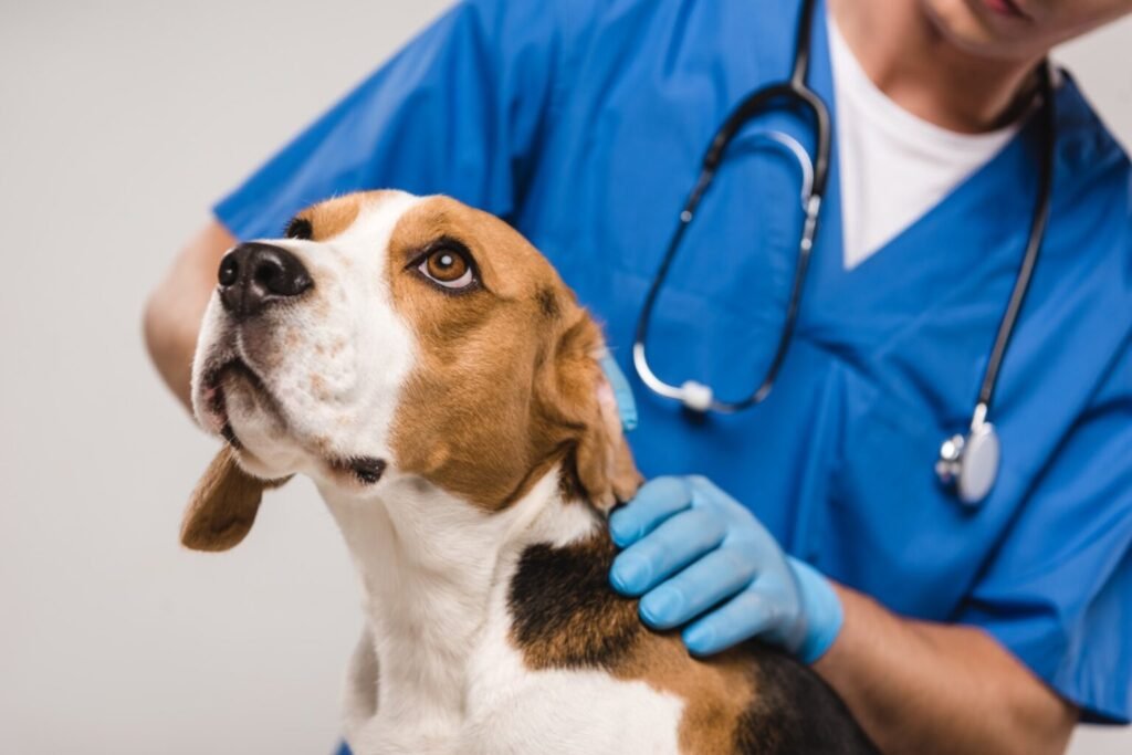 MPRN recomenda ações urgentes para controle de animais abandonados em Ceará-Mirim