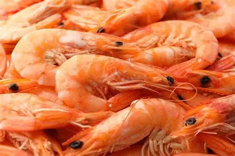 RN sanciona lei que expande criação de camarão para regiões fora do litoral