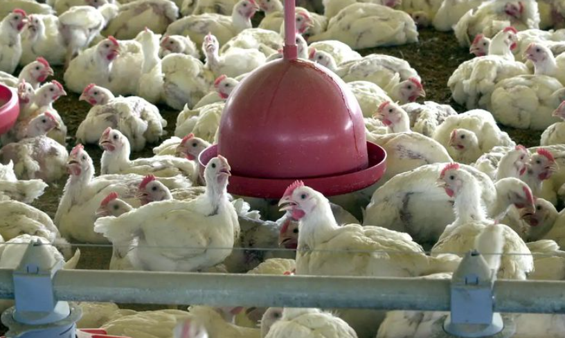 Conab: produção de carne de frango deve atingir novo recorde em 2026