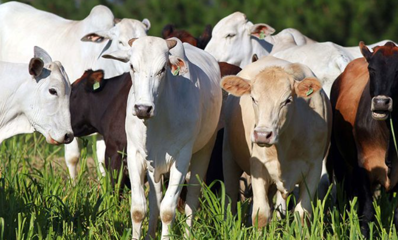 Abates de bovinos, suínos e frangos batem recorde no 3º trimestre