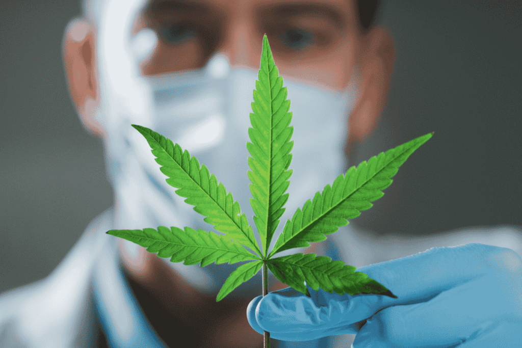 Anvisa aprova cultivo de cannabis, mas especialistas veem impacto limitado