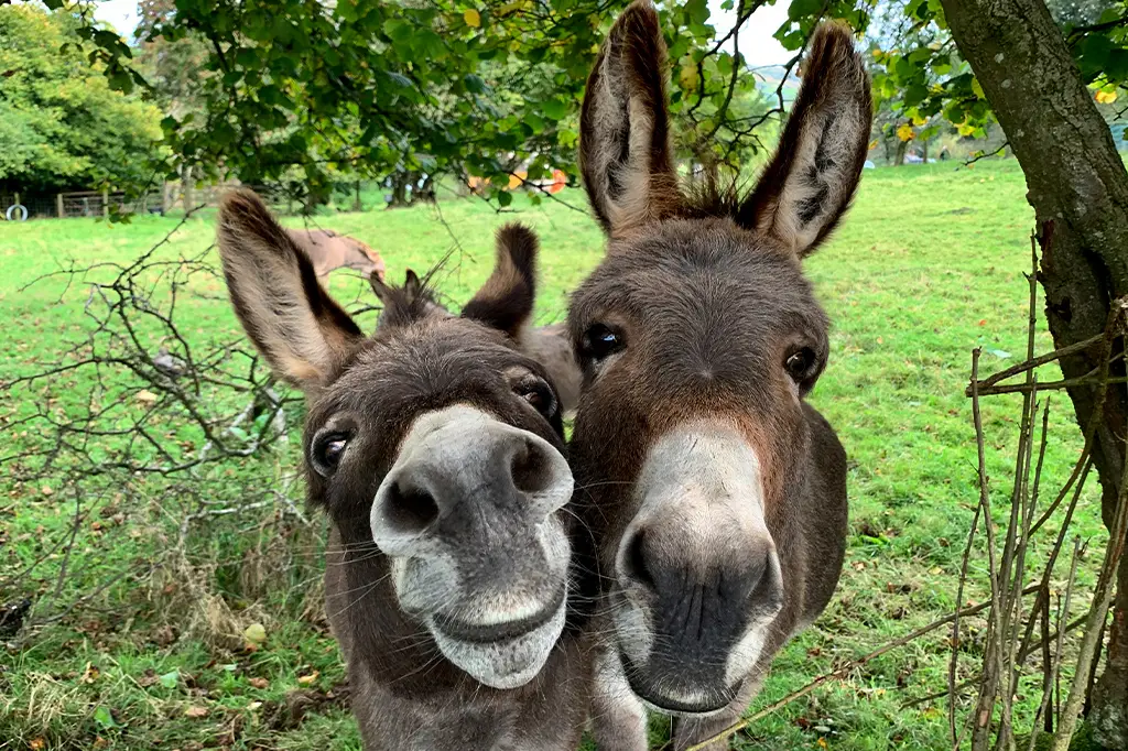 Especialistas pedem revisão de decisão judicial que permite o abate de jumentos