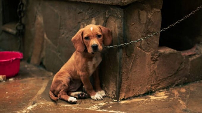 Lei proíbe condenados por maus-tratos a animais de ocupar cargos públicos no RN