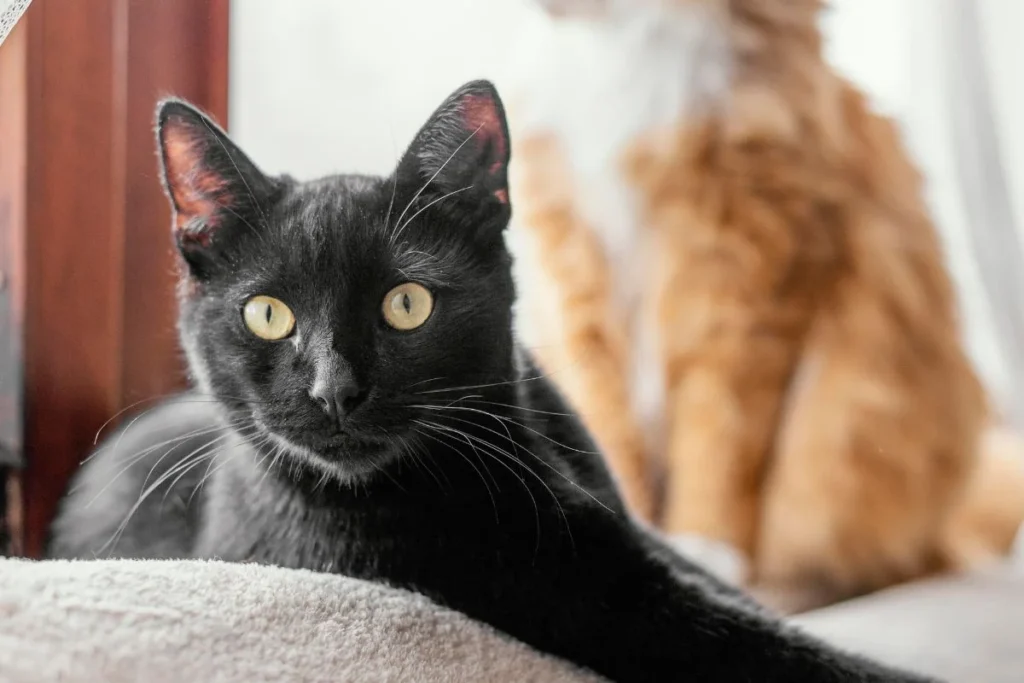 MPRN manda suspender captura de gatos domésticos em condomínio