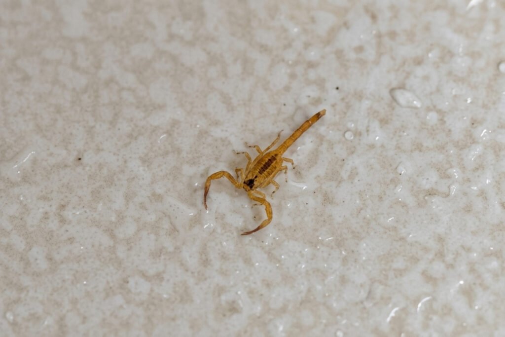 RN já registra mais de 850 acidentes com escorpiões em 2026