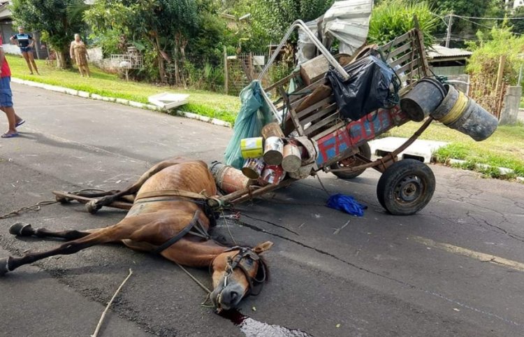 Fim das carroças: proibição avança no Brasil ao unir proteção animal e inclusão