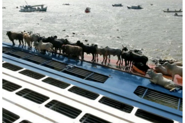 Porto de Natal é o primeiro do Nordeste habilitado para exportar animais vivos