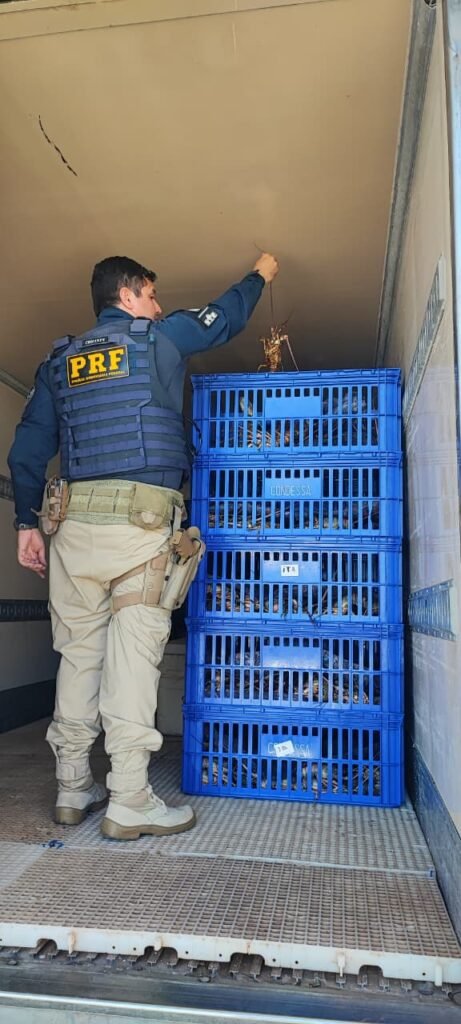 PRF apreende mais de 800 kg de lagosta transportada de forma irregular em Mossoró