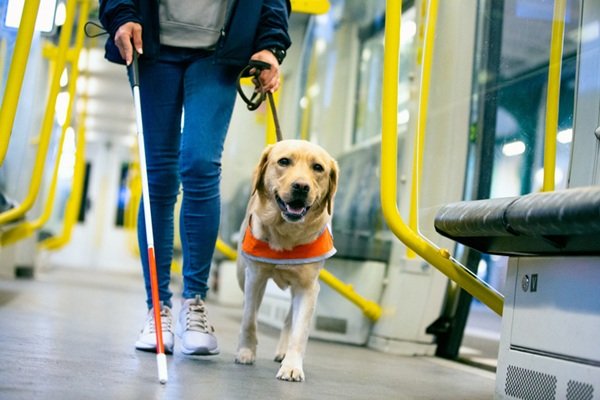 Nova lei cria política estadual de incentivo à formação de cães-guia no RN