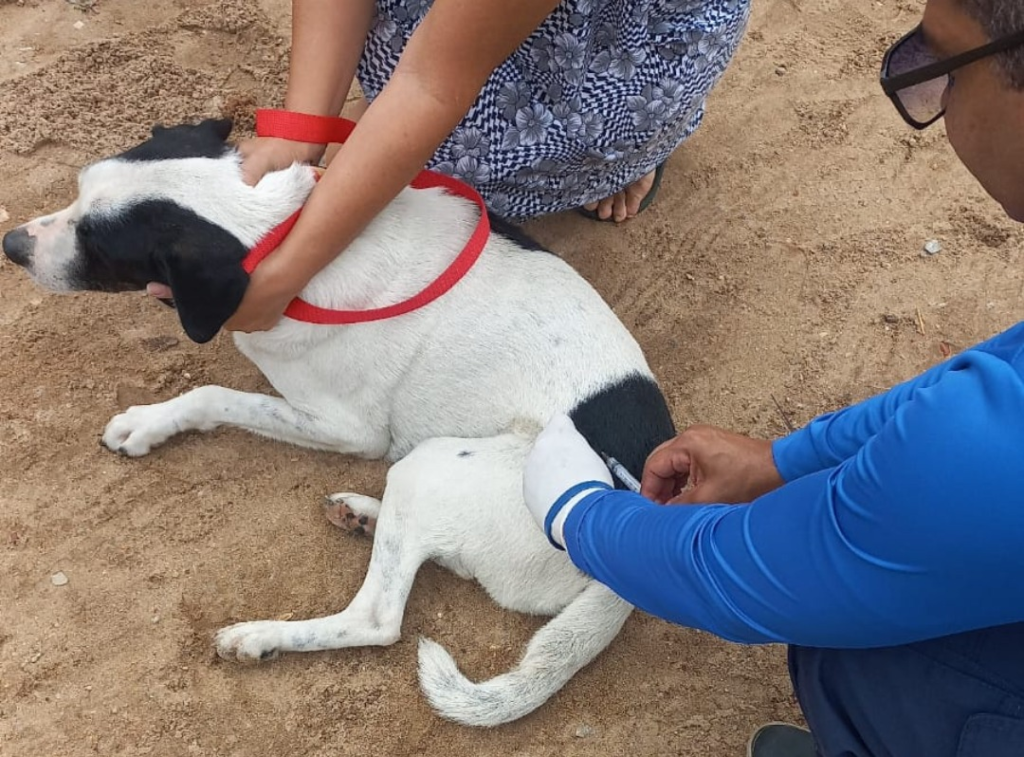 Natal segue sem registros recentes de raiva em cães e gatos