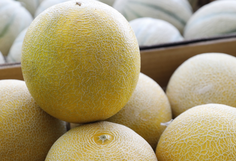 Porto de Natal inicia safra de exportação de frutas com projeção de R$ 1,42 bilhão