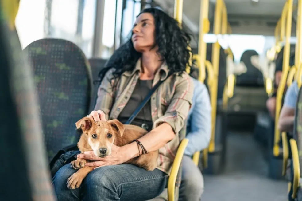 Cães e gatos de até 12 kg poderão ser transportados em ônibus de Natal